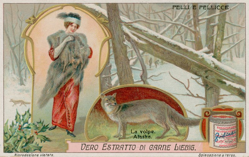 El zorro ártico de European School