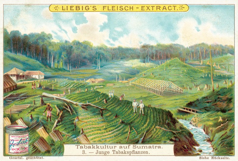 Plantas jóvenes de tabaco de European School