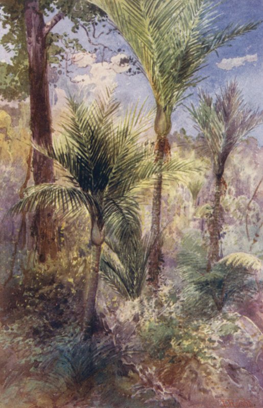 Nueva Zelanda: Nikau Palms (litografía en color) de Frank H Wright