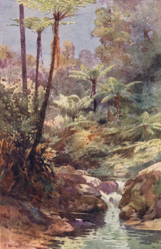 Nueva Zelanda: Tree Ferns (litografía en color) de Frank H Wright