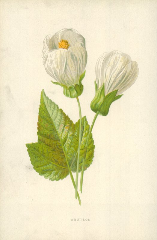 Abutilon de Frederick Edward Hulme