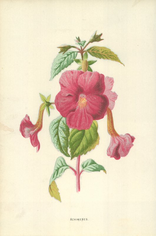 Achimenes de Frederick Edward Hulme