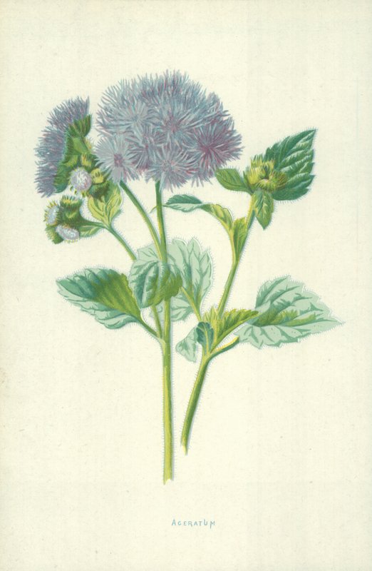 Ageratum de Frederick Edward Hulme