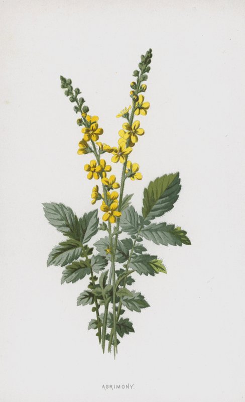 Agrimonia de Frederick Edward Hulme