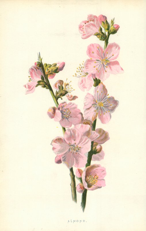 Almendra de Frederick Edward Hulme