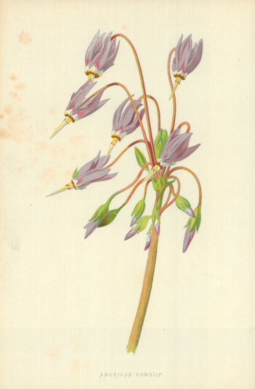 Flor de vaca americana de Frederick Edward Hulme