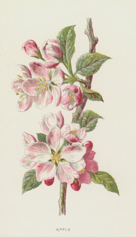 Manzana de Frederick Edward Hulme