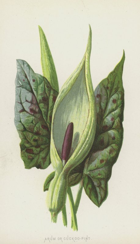 Arum o Cuckoo-Pint de Frederick Edward Hulme
