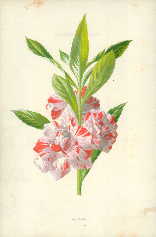 Bálsamo de Frederick Edward Hulme