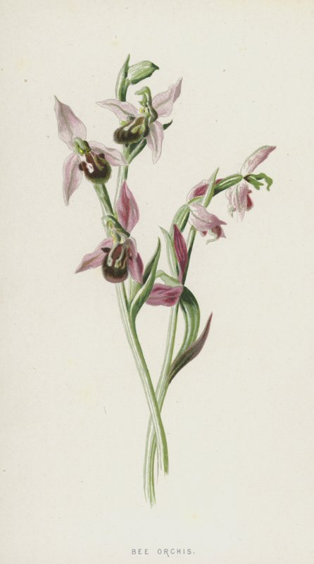 Orquídea abeja de Frederick Edward Hulme