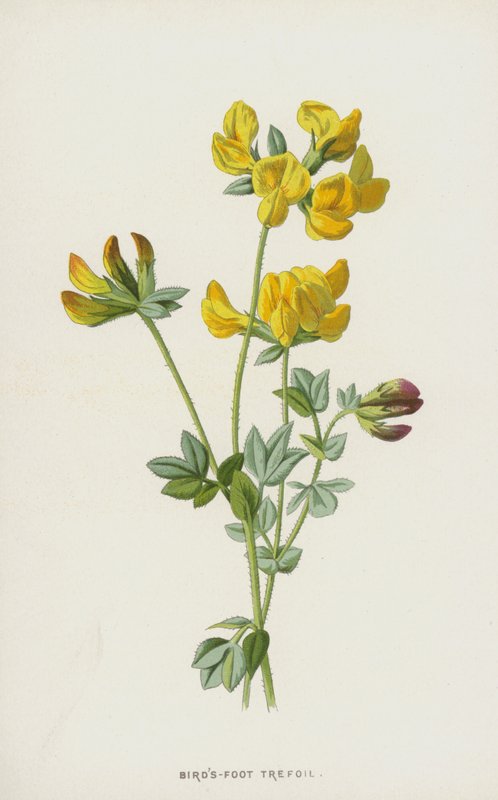 Trébol de los pájaros de Frederick Edward Hulme