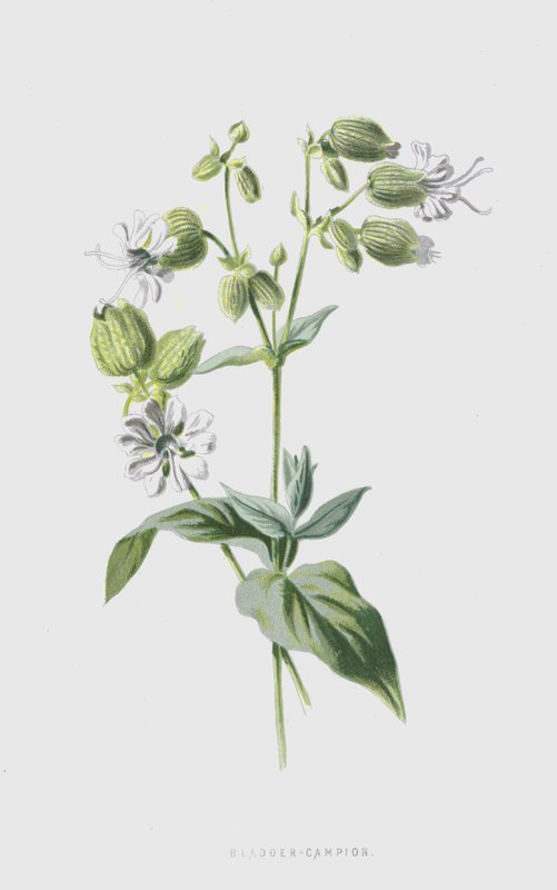 Silene vulgar de Frederick Edward Hulme
