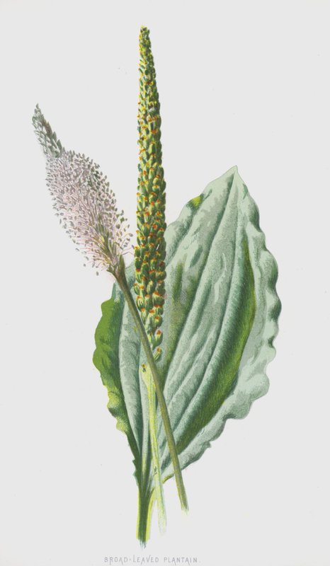 Llantén de hoja ancha de Frederick Edward Hulme