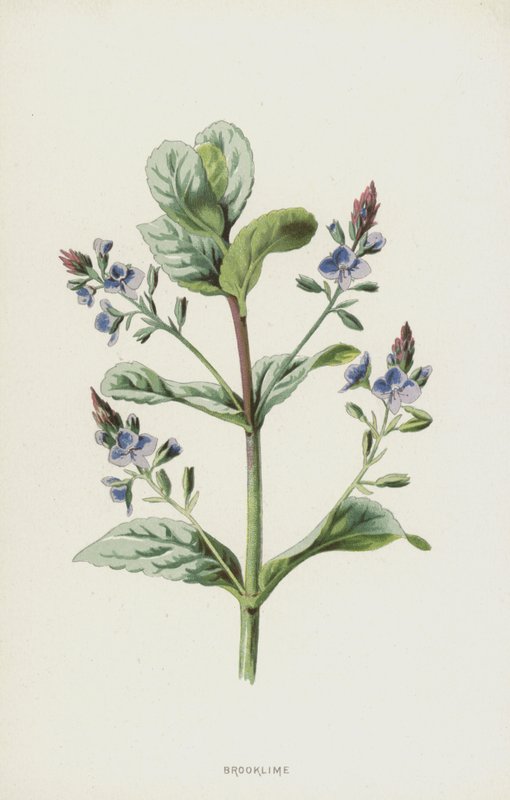 Verónica beccabunga de Frederick Edward Hulme