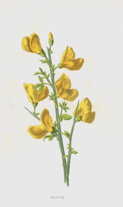 Retama de Frederick Edward Hulme
