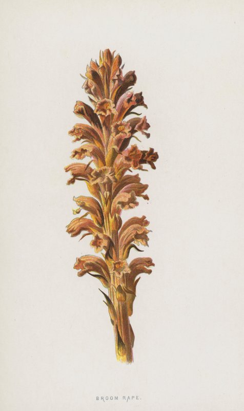 Orobanche de Frederick Edward Hulme