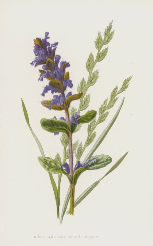 Bugula y festuca alta de Frederick Edward Hulme