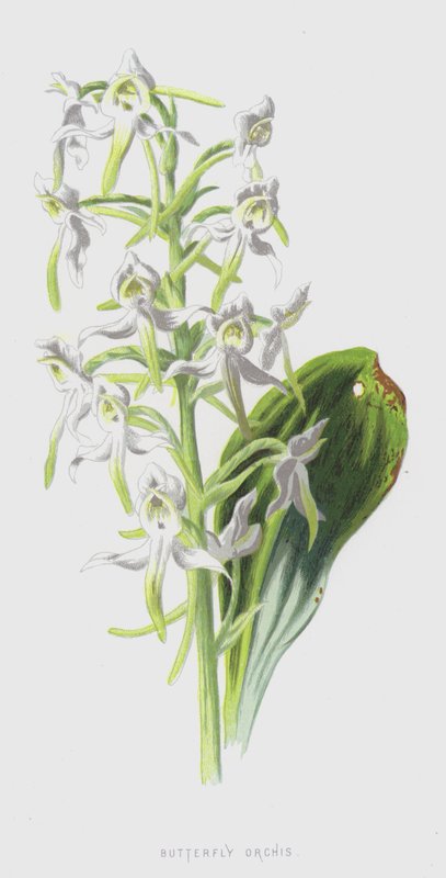 Orquídea mariposa de Frederick Edward Hulme
