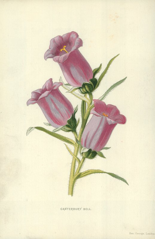 Campanilla de Canterbury de Frederick Edward Hulme