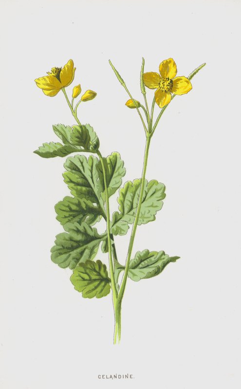 Celidonia de Frederick Edward Hulme