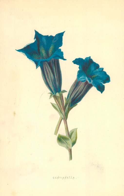 Centianella de Frederick Edward Hulme