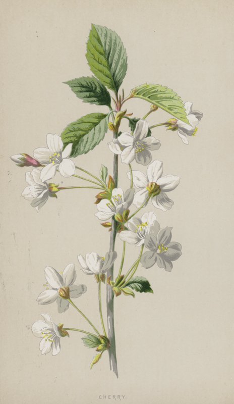 Cerezo de Frederick Edward Hulme