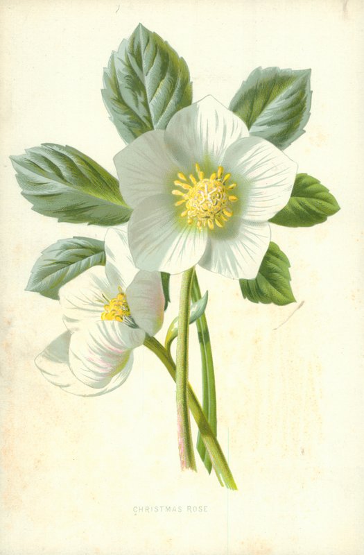 Rosa de Navidad de Frederick Edward Hulme
