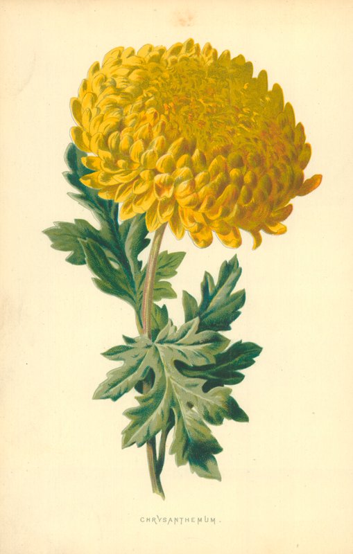 Crisantemo de Frederick Edward Hulme