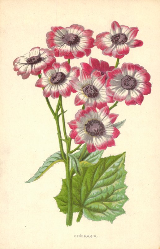 Cineraria de Frederick Edward Hulme
