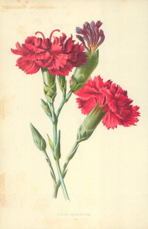 Clavel de Frederick Edward Hulme