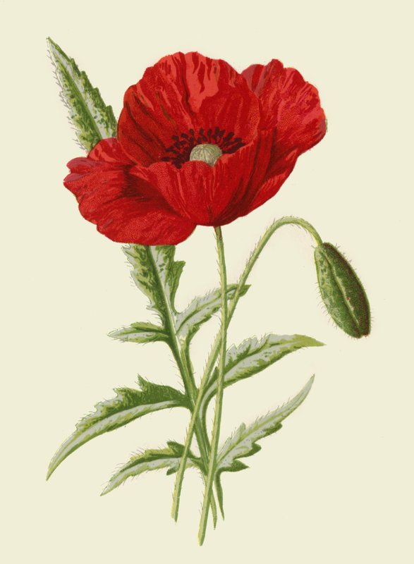 Amapola Común de Frederick Edward Hulme