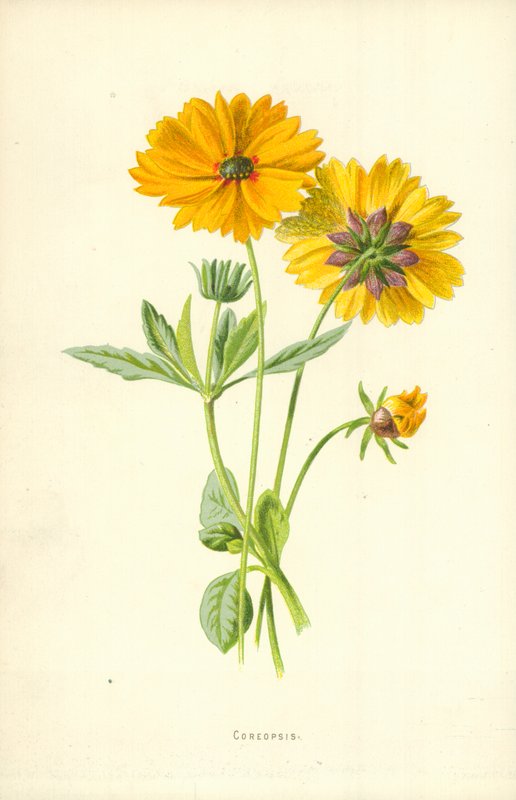 Coreopsis de Frederick Edward Hulme