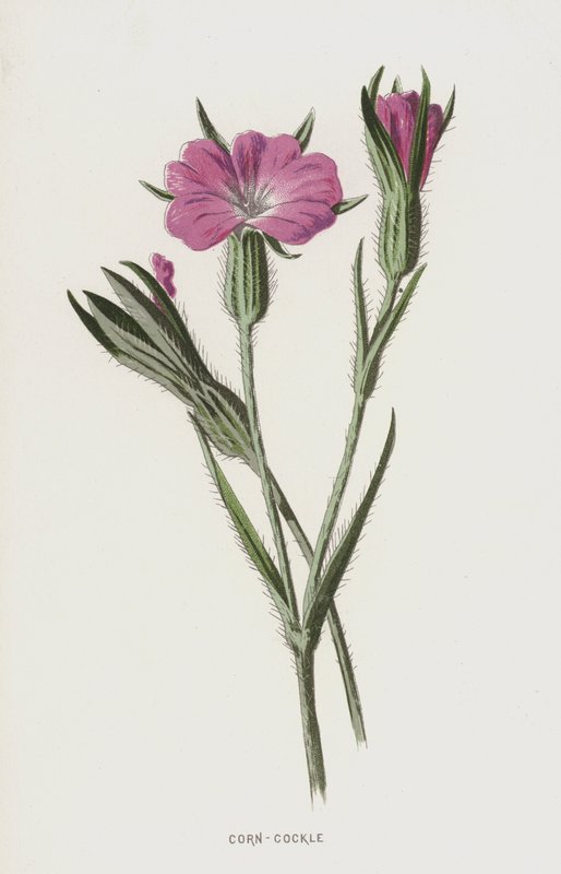 Agrostema de Frederick Edward Hulme
