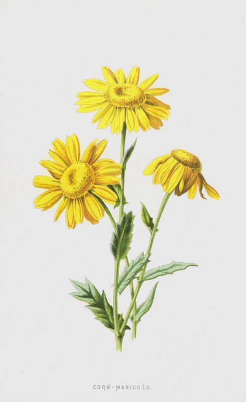 Caléndula silvestre de Frederick Edward Hulme