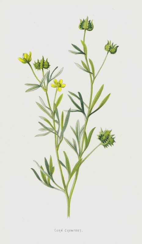Ranúnculo de Maíz de Frederick Edward Hulme