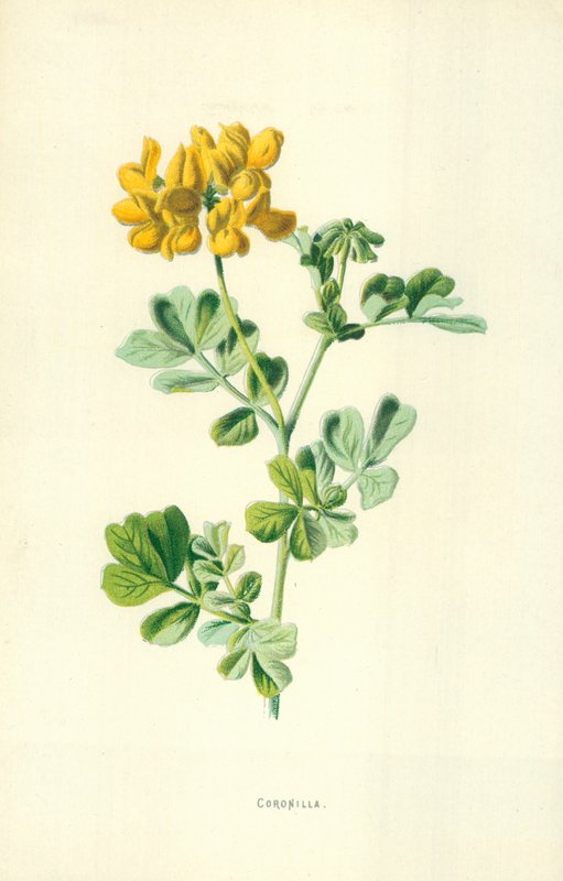 Coronilla de Frederick Edward Hulme