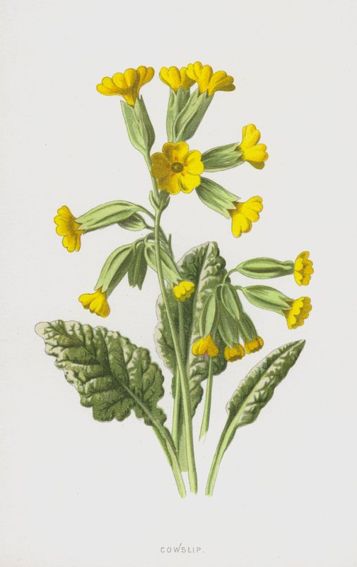 Primavera de Frederick Edward Hulme