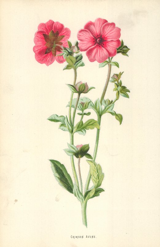 Geum rojo de Frederick Edward Hulme