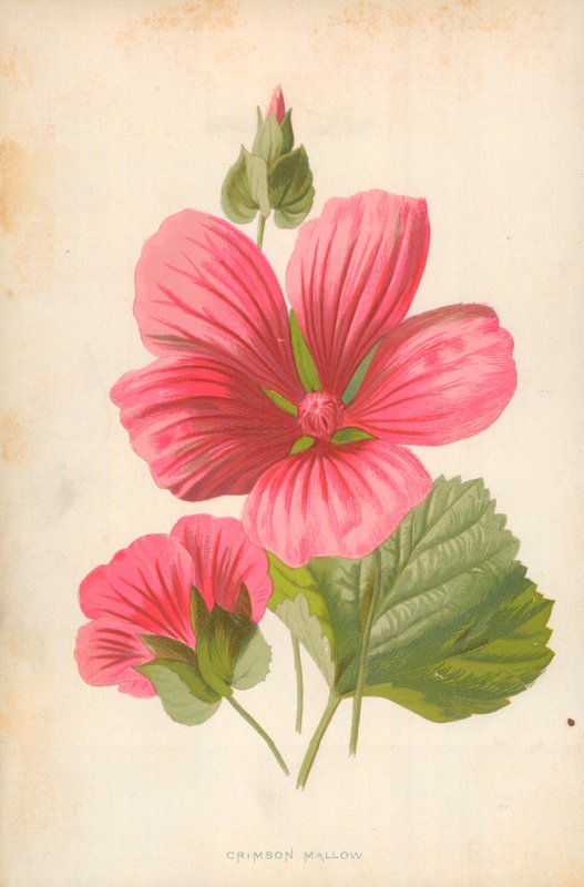 Malva carmesí de Frederick Edward Hulme