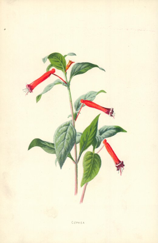 Cuphea de Frederick Edward Hulme