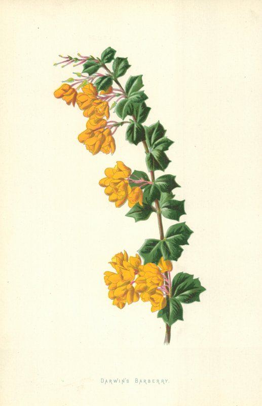 Barberry de Darwin de Frederick Edward Hulme