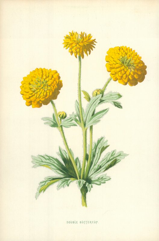 Ranúnculo doble de Frederick Edward Hulme
