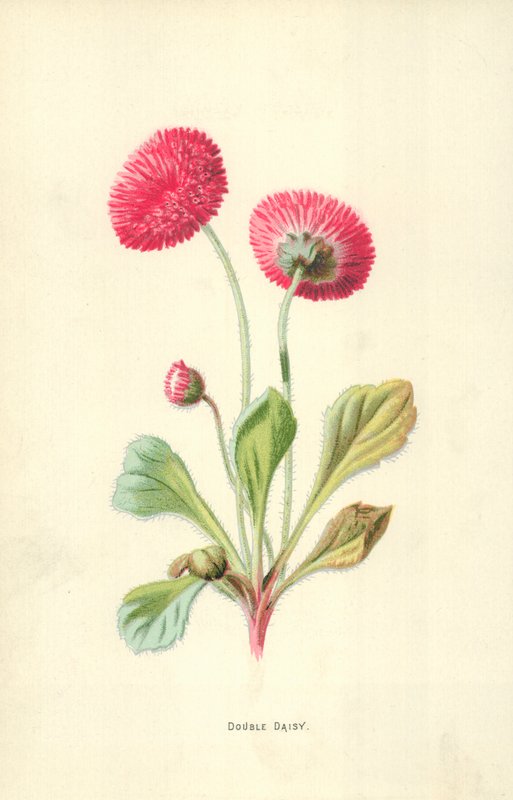 Margarita doble de Frederick Edward Hulme