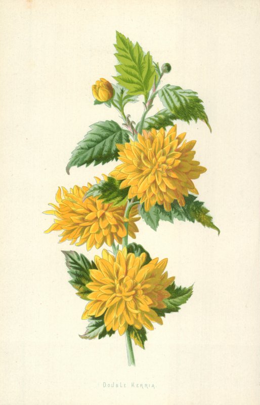 Kerria doble de Frederick Edward Hulme