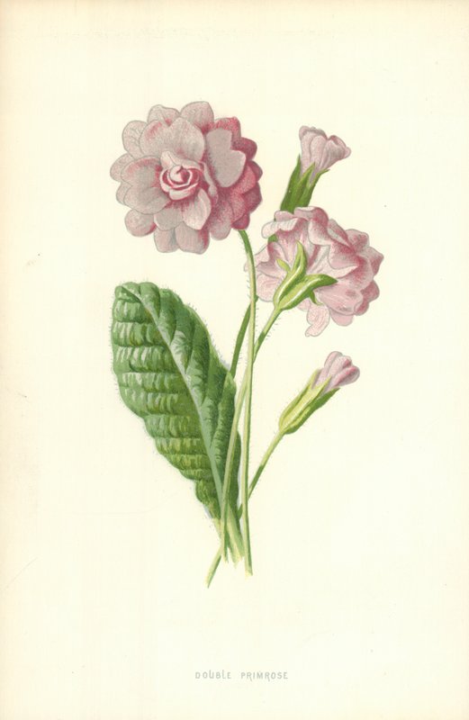 Primavera doble de Frederick Edward Hulme