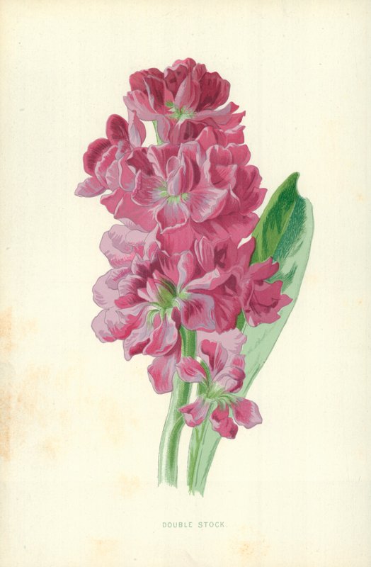 Doble Stock de Frederick Edward Hulme