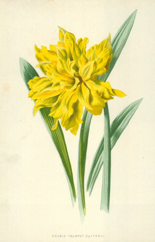 Narciso de doble trompeta de Frederick Edward Hulme