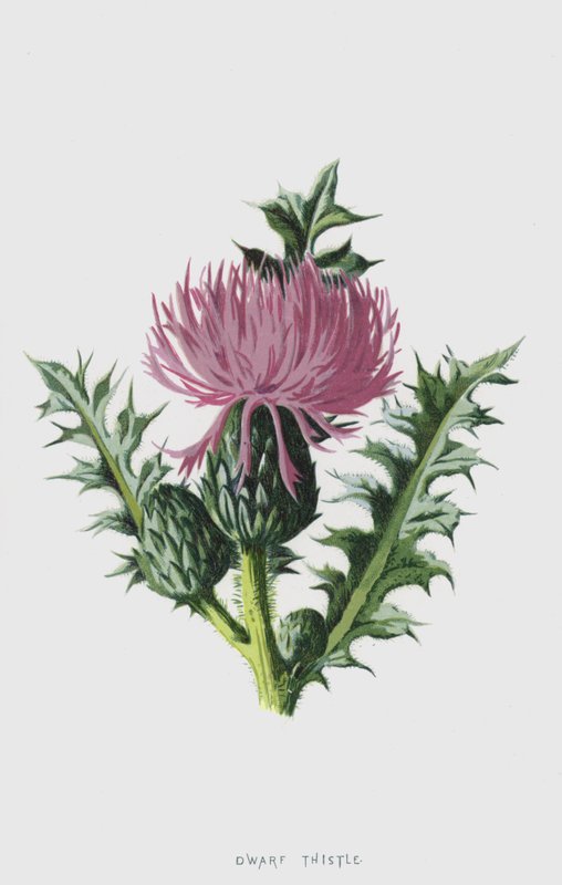 Cardo enano de Frederick Edward Hulme