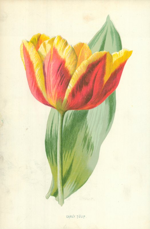 Tulipán temprano de Frederick Edward Hulme