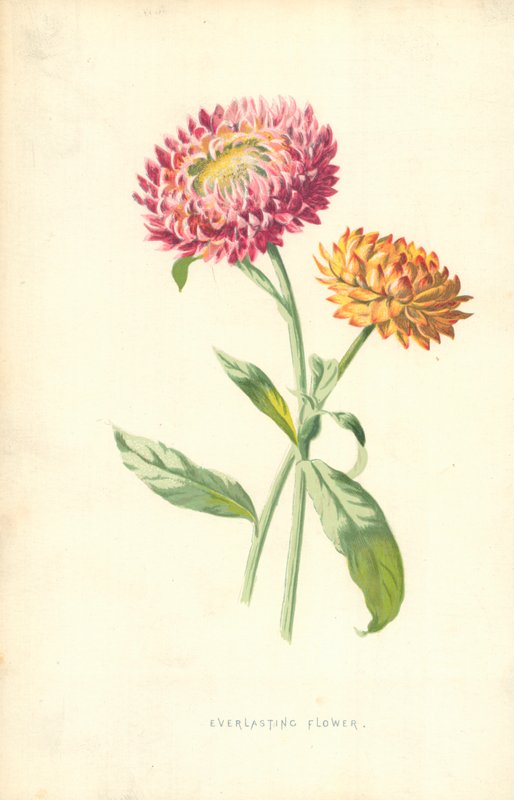 Flor eterna de Frederick Edward Hulme